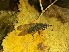 Dryomyza