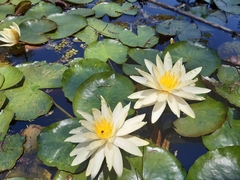 Nymphaea alba