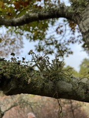 Usnea strigosa