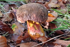 Neoboletus erythropus