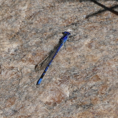 Argia extranea