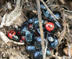 Canthophorus melanopterus