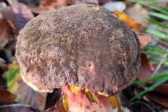 Neoboletus erythropus