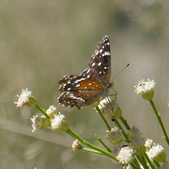 Anthanassa texana