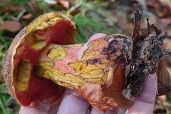 Neoboletus erythropus