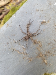 Dolomedes