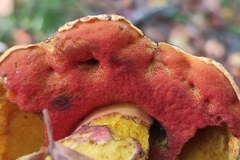Neoboletus erythropus