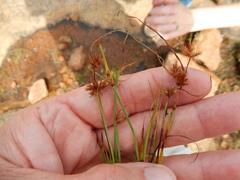 Cyperus granitophilus
