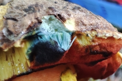 Neoboletus erythropus