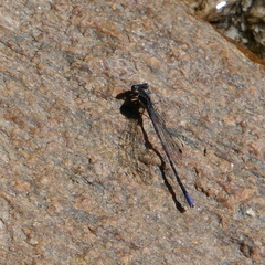 Argia hinei