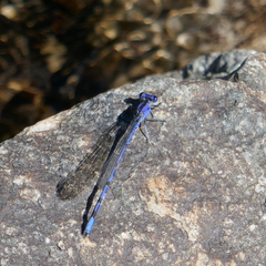 Argia extranea