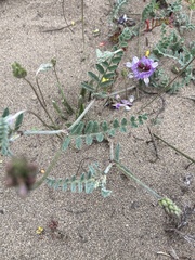 Astragalus amatus