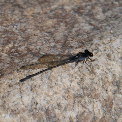 Argia tezpi