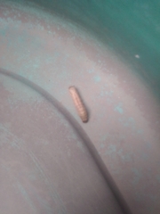 Plodia interpunctella