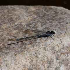 Argia tezpi