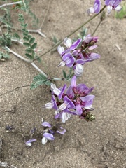 Astragalus amatus