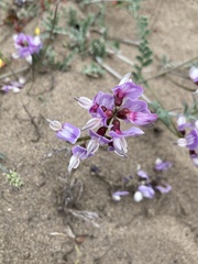 Astragalus amatus