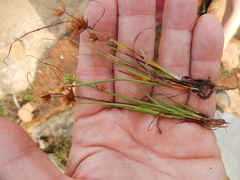 Cyperus granitophilus