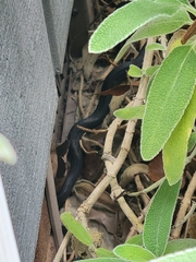 Coluber constrictor constrictor