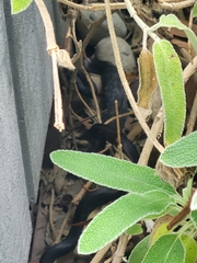 Coluber constrictor constrictor