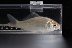 Carassius auratus