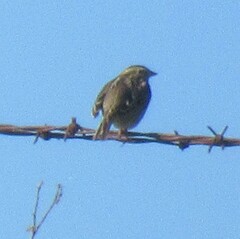 Passerculus sandwichensis