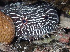 Sanopus greenfieldorum
