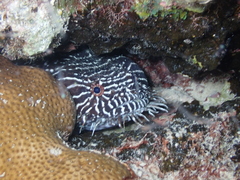 Sanopus greenfieldorum