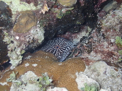 Sanopus greenfieldorum
