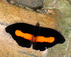 Catonephele acontius