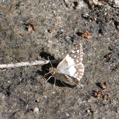 Heliopetes domicella