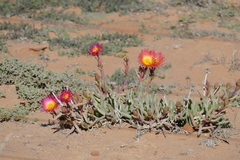 Malephora purpureocrocea