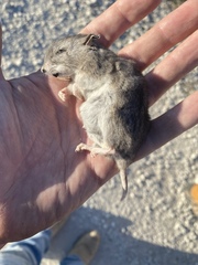 Onychomys leucogaster