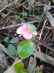 Begonia semperflorens-cultorum