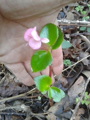Begonia semperflorens-cultorum