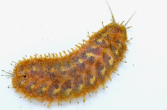 Lepidonotus squamatus