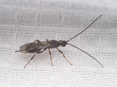 Rogadinae