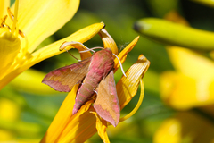 Deilephila porcellus
