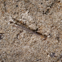 Argia pallens