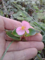 Begonia semperflorens-cultorum