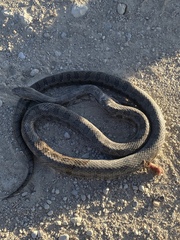 Lampropeltis calligaster