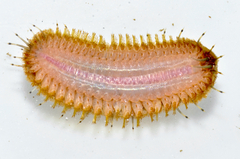 Lepidonotus squamatus