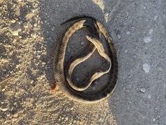 Lampropeltis calligaster