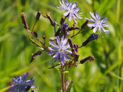 Lactuca sibirica