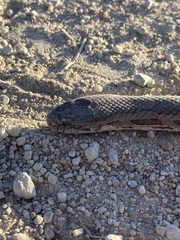 Lampropeltis calligaster