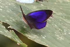 Eunica orphise