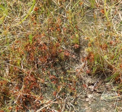 Cyperus granitophilus