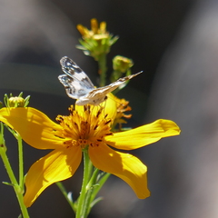 Heliopetes domicella