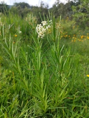 Asclepias mexicana