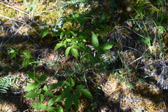 Clematis alpina sibirica